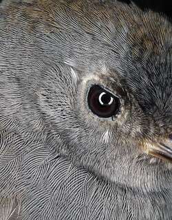 马托窜鸟 / Pale-bellied Tapaculo / Scytalopus griseicollis