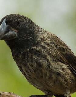 大地雀 / Large Ground Finch / Geospiza magnirostris