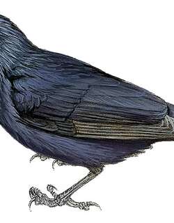 纹辉椋鸟 / Striated Starling / Aplonis striata