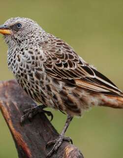 棕尾织雀 / Rufous-tailed Weaver / Histurgops ruficauda