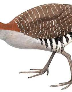 蓝胸秧鸡 / Slaty-breasted Rail / Lewinia striata