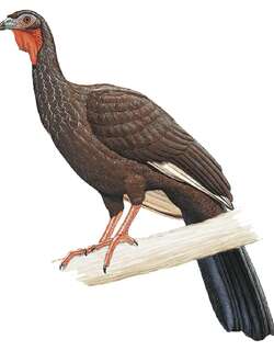 白翅冠雉 / White-winged Guan / Penelope albipennis