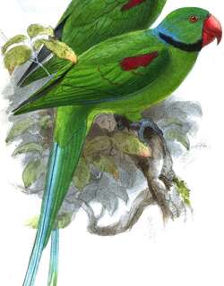 塞席尔绿鹦鹉 / Seychelles Parakeet / Psittacula wardi