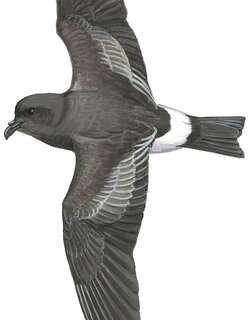 蒙氏叉尾海燕 / Monteiro’s Storm Petrel / Oceanodroma monteiroi