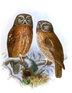 哈岛鹰鸮 / Halmahera Boobook / Ninox hypogramma