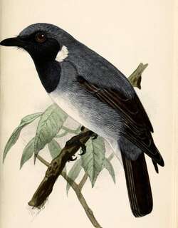 黑喉杂色鹟 / Black-throated Robin / Plesiodryas albonotata