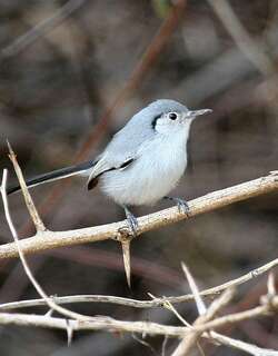 古巴蚋莺 / Cuban Gnatcatcher / Polioptila lembeyei