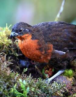 暗背林鹑 / Dark-backed Wood Quail / Odontophorus melanonotus