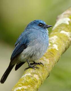 青仙鹟 / Indigo Flycatcher / Eumyias indigo