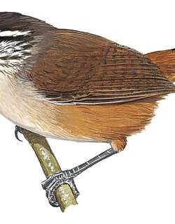 纯色苇鹪鹩 / Cabanis’s Wren / Cantorchilus modestus