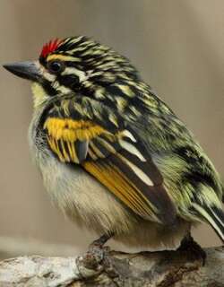 红额钟声拟䴕 / Red-fronted Tinkerbird / Pogoniulus pusillus