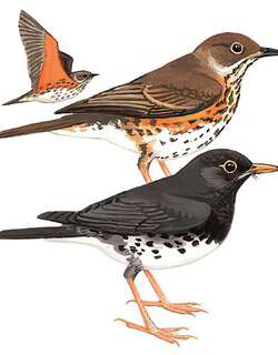 乌灰鸫 / Japanese Thrush / Turdus cardis