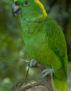 黄颈亚马逊鹦鹉 / Yellow-naped Amazon / Amazona auropalliata