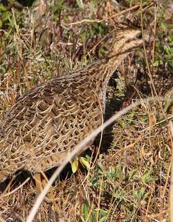智利斑䳍 / Chilean Tinamou / Nothoprocta perdicaria