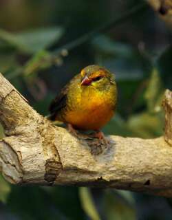 橙腹梅花雀 / Orange-breasted Waxbill / Amandava subflava