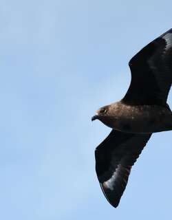 大贼鸥 / Brown Skua / Stercorarius antarcticus