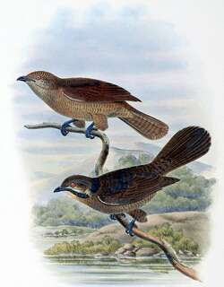 黑顶鹃 / Dwarf Koel / Microdynamis parva