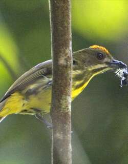 黄喉锯齿啄花鸟 / Yellow-breasted Flowerpecker / Prionochilus maculatus