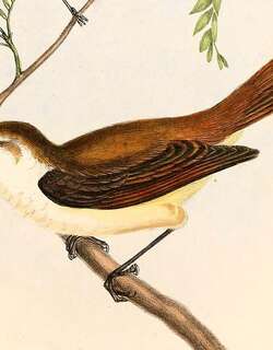 查岛噪刺莺 / Chatham Gerygone / Gerygone albofrontata