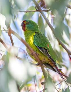 红尾绿鹦鹉 / Swift Parrot / Lathamus discolor