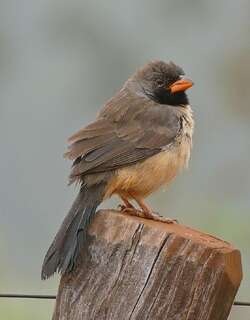黑喉舞雀 / Black-throated Saltator / Saltatricula atricollis