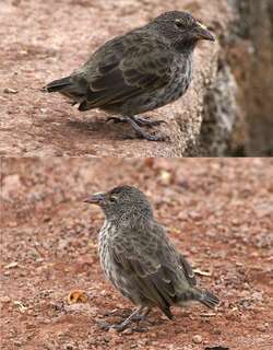 仙人掌地雀 / Common Cactus Finch / Geospiza scandens