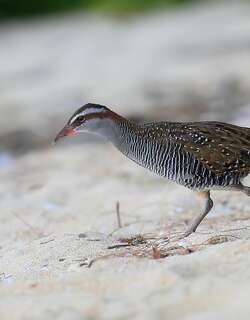 红眼斑秧鸡 / Buff-banded Rail / Hypotaenidia philippensis