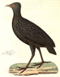 暗色塚雉 / Dusky Megapode / Megapodius freycinet