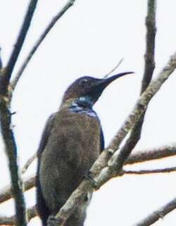 蓝喉花蜜鸟 / Blue-throated Brown Sunbird / Cyanomitra cyanolaema