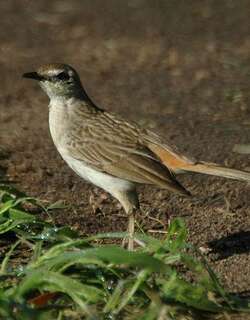 棕鹨莺 / Rufous Songlark / Cincloramphus mathewsi