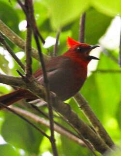 红冠蚁唐纳雀 / Crested Ant Tanager / Habia cristata