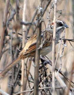 纹顶猛雀鹀 / Stripe-capped Sparrow / Rhynchospiza strigiceps