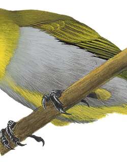 休氏绣眼鸟 / Hume’s White-eye / Zosterops auriventer