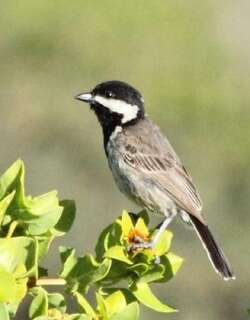 灰山雀 / Grey Tit / Melaniparus afer