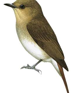 佛氏姬鹟 / Cryptic Flycatcher / Ficedula crypta