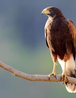 栗翅鹰 / Harris’s Hawk / Parabuteo unicinctus