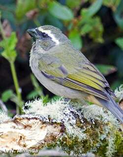 厚嘴舞雀 / Thick-billed Saltator / Saltator maxillosus
