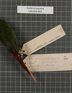 大蓝脸鹦雀 / Papuan Parrotfinch / Erythrura papuana
