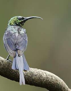 铜色花蜜鸟 / Copper Sunbird / Cinnyris cupreus