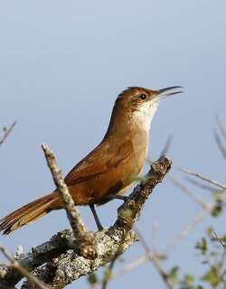 查科爬地雀 / Chaco Earthcreeper / Tarphonomus certhioides