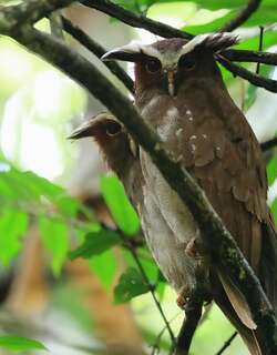 冠鸮 / Crested Owl / Lophostrix cristata