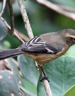 朱红锥嘴雀 / Cinereous Conebill / Conirostrum cinereum