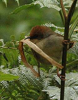 查氏扇尾莺 / Chubb’s Cisticola / Cisticola chubbi