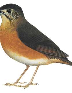 埃氏地鸫 / Everett’s Thrush / Zoothera everetti