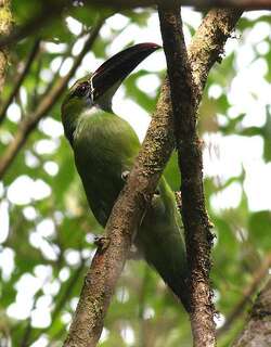 栗斑巨嘴鸟 / Chestnut-tipped Toucanet / Aulacorhynchus derbianus