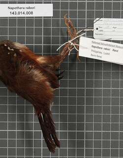 吕宋鹪鹛 / Cordillera Ground Warbler / Robsonius rabori