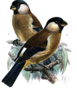 白颊灰雀 / White-cheeked Bullfinch / Pyrrhula leucogenis