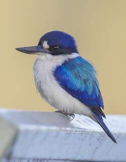 林翡翠 / Forest Kingfisher / Todiramphus macleayii