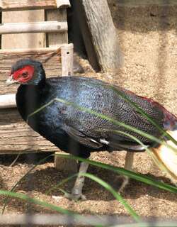 棕尾火背鹇 / Crestless Fireback / Lophura erythrophthalma