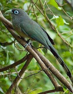 小绿嘴地鹃 / Blue-faced Malkoha / Phaenicophaeus viridirostris